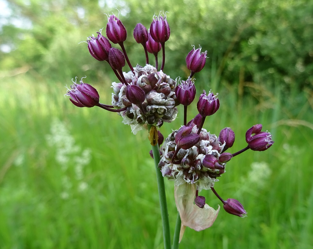 06-24-2021 Allium scorodoprasum.jpg