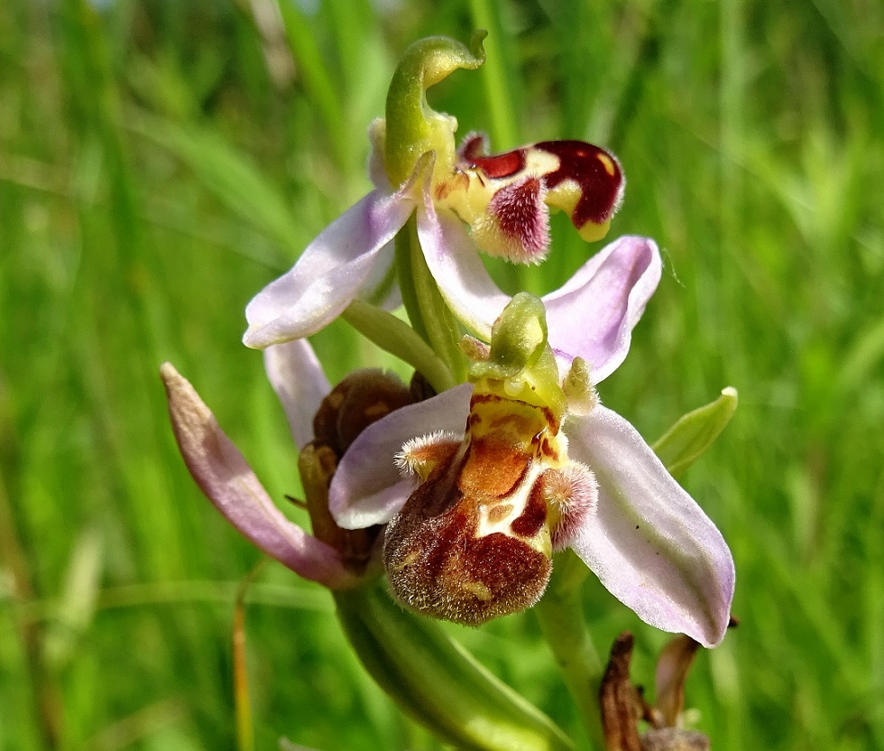 06-24-2021 Ophrys apifera.jpg