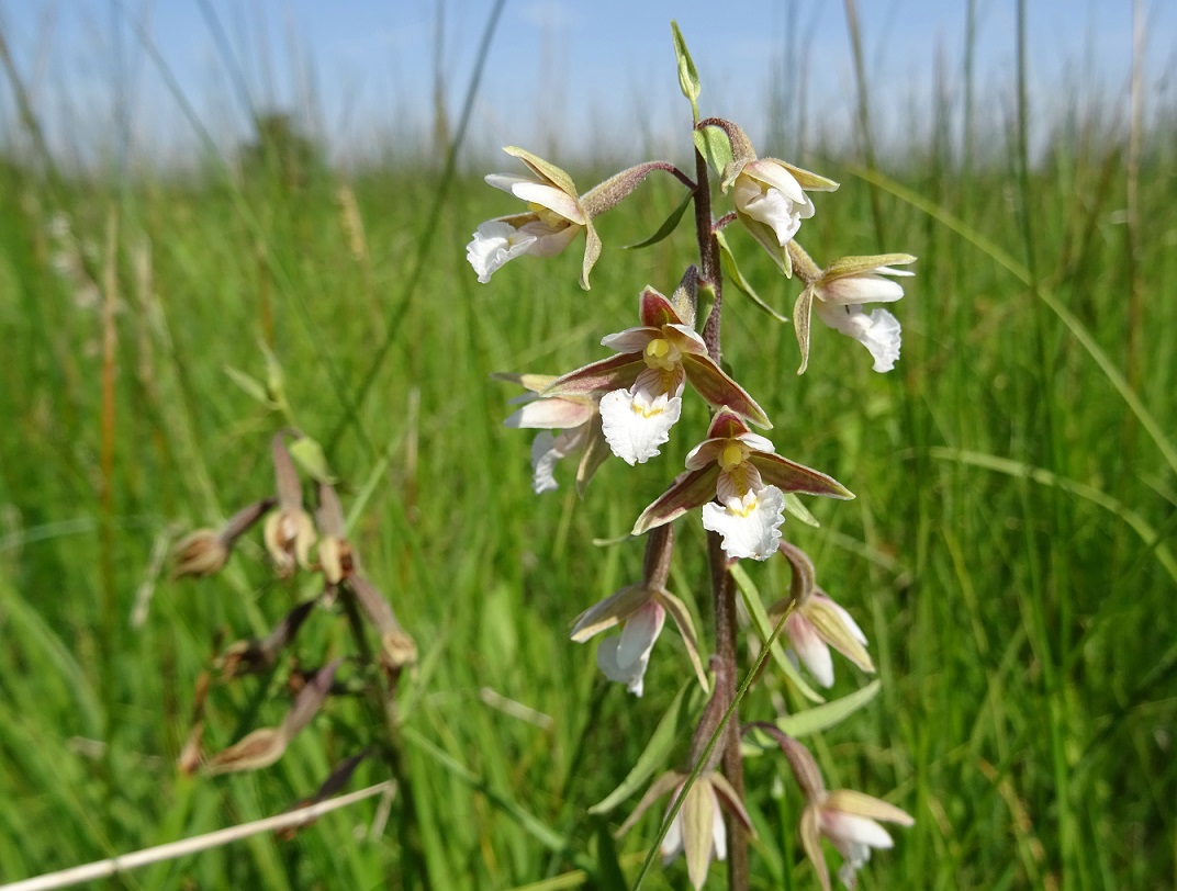 07-01-2019 Epipactis palustris.jpg