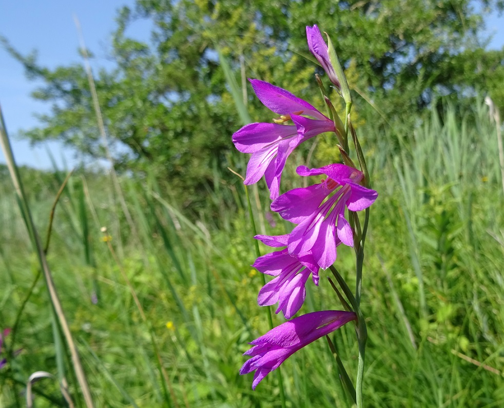 07-01-2019 Gladiolus palustris.jpg