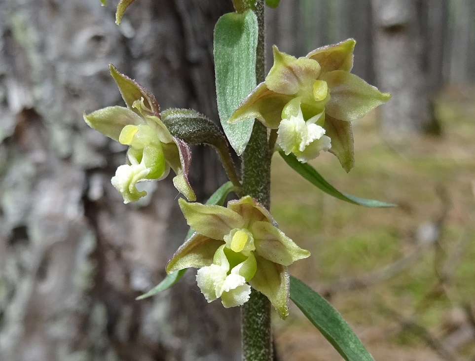 07-07--2020 Epipactis atrorubens, albiflora.jpg