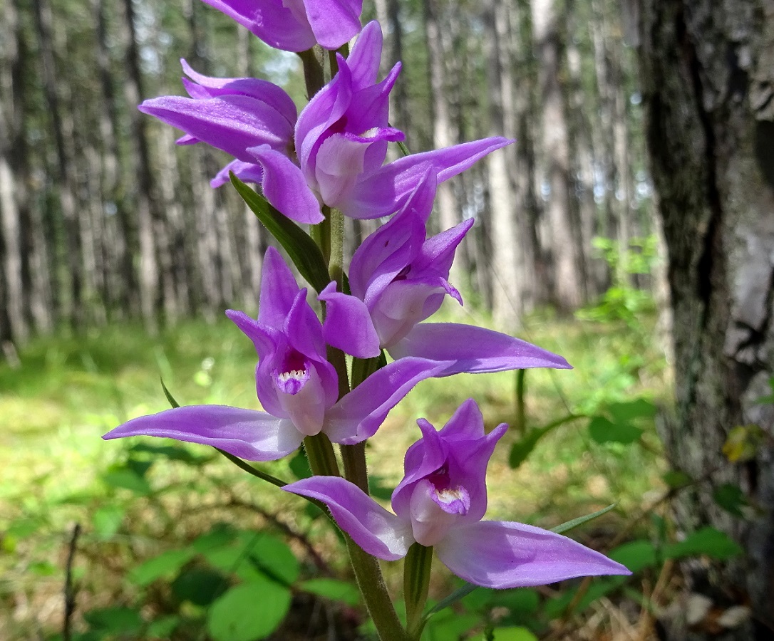 07-12-2020 Cephalanthera rubra.jpg