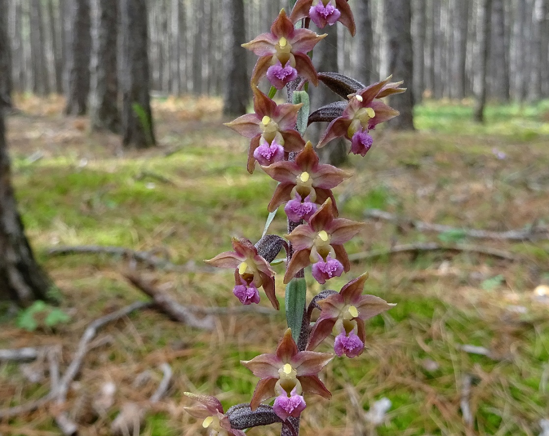 07-12-2020 Epipactis atrorubens.jpg