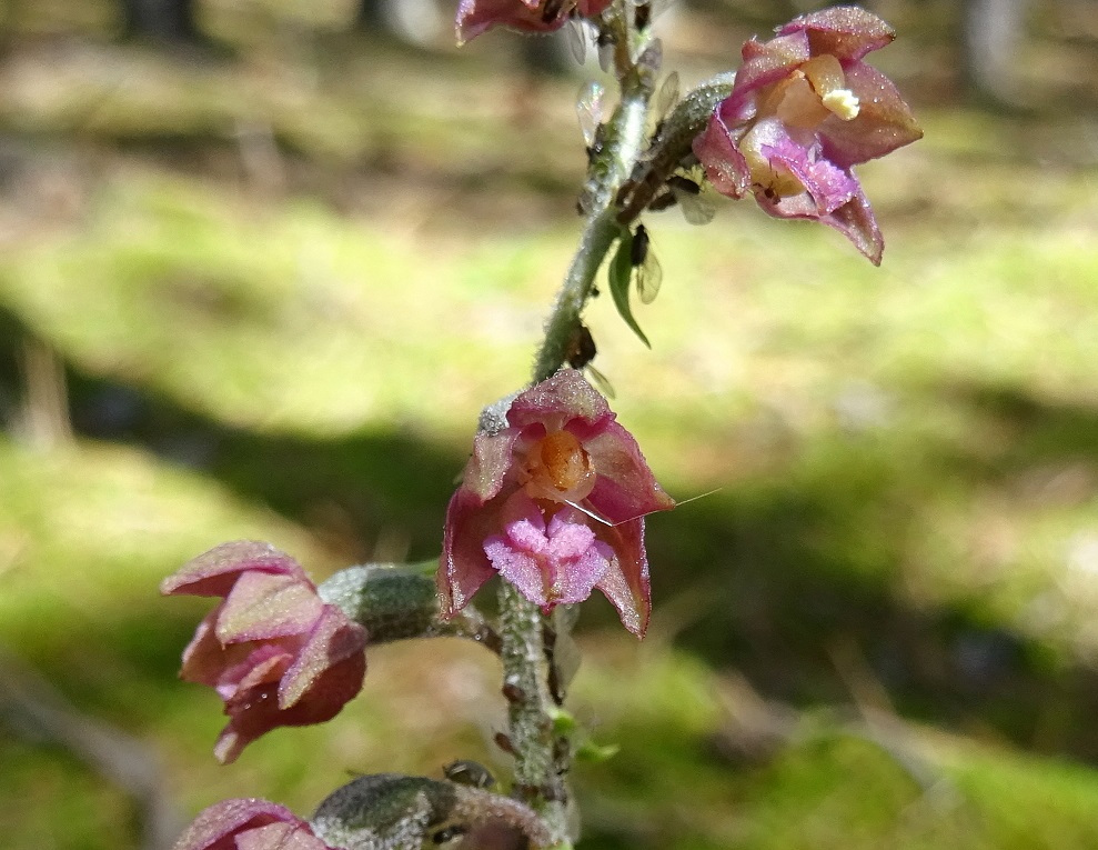 07-12-2020 Epipactis x graberi.jpg