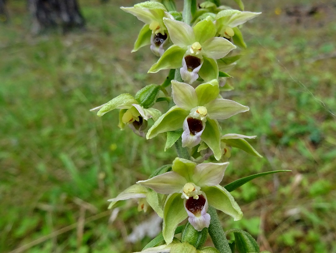 07-19-2020 Epipactis muelleri.jpg