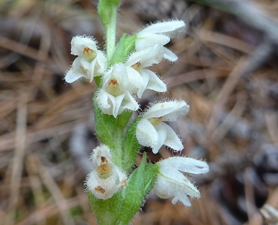 07-19-2020 Goodyera repens.jpg