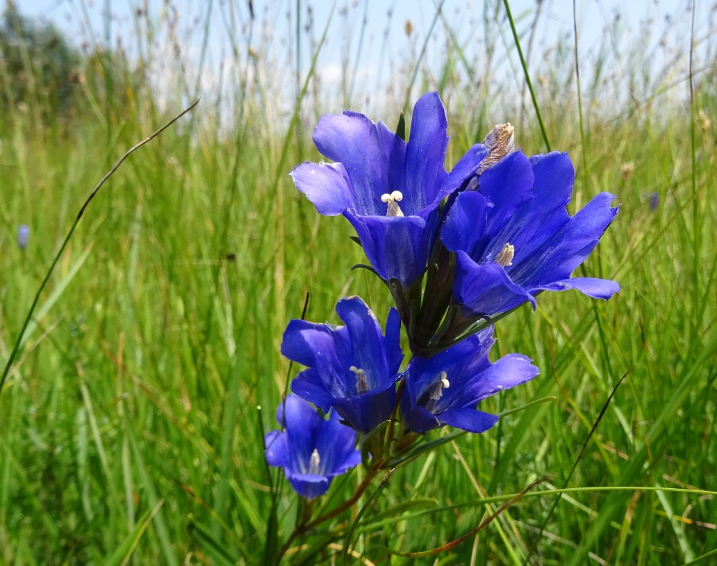 07-23-2021 Gentiana pneumonanthe.jpg