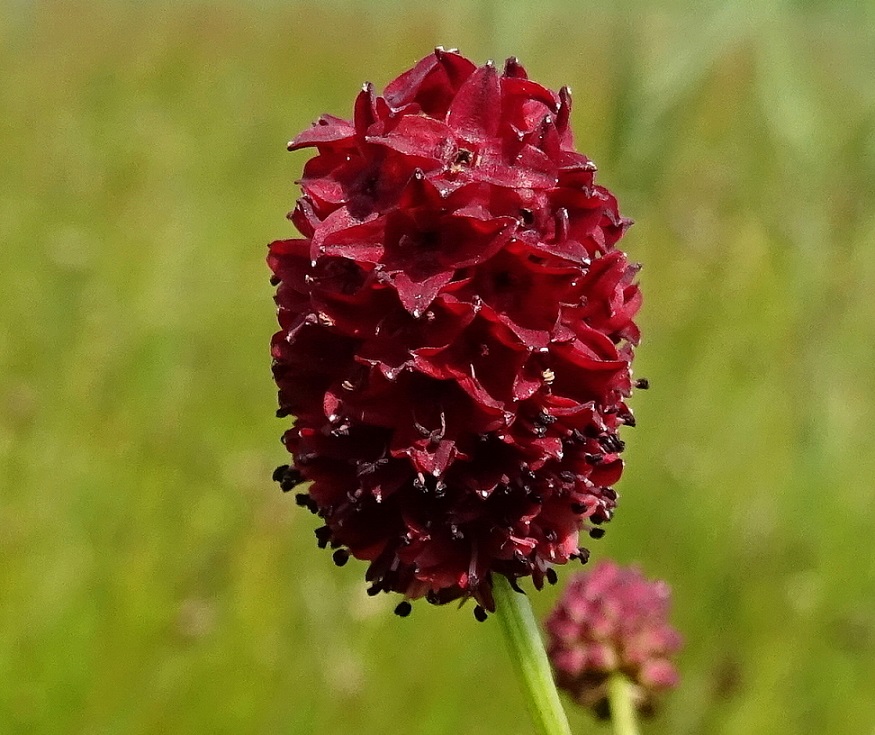 07-23-2021 Sanguisorba officinalis.jpg