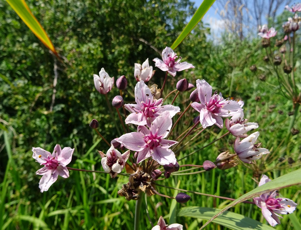 07-24-2021 Butomus umbellatus.jpg