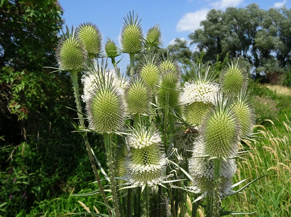 07-24-2021 Dipsacus laciniatus.jpg