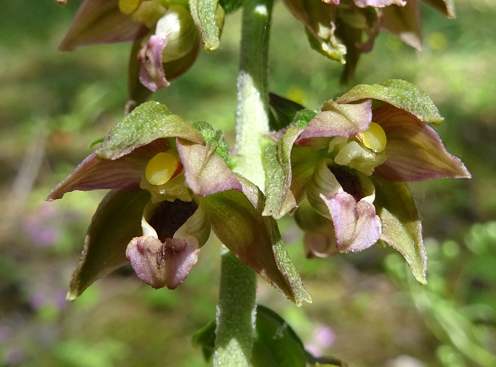 07-27-2020 Epipactis helleborine.jpg