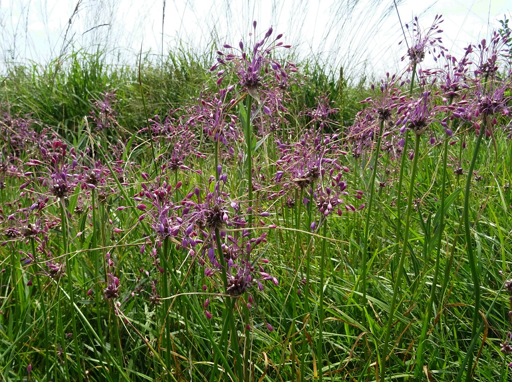 08-02-2020  Allium carinatum subsp. carinatum.jpg