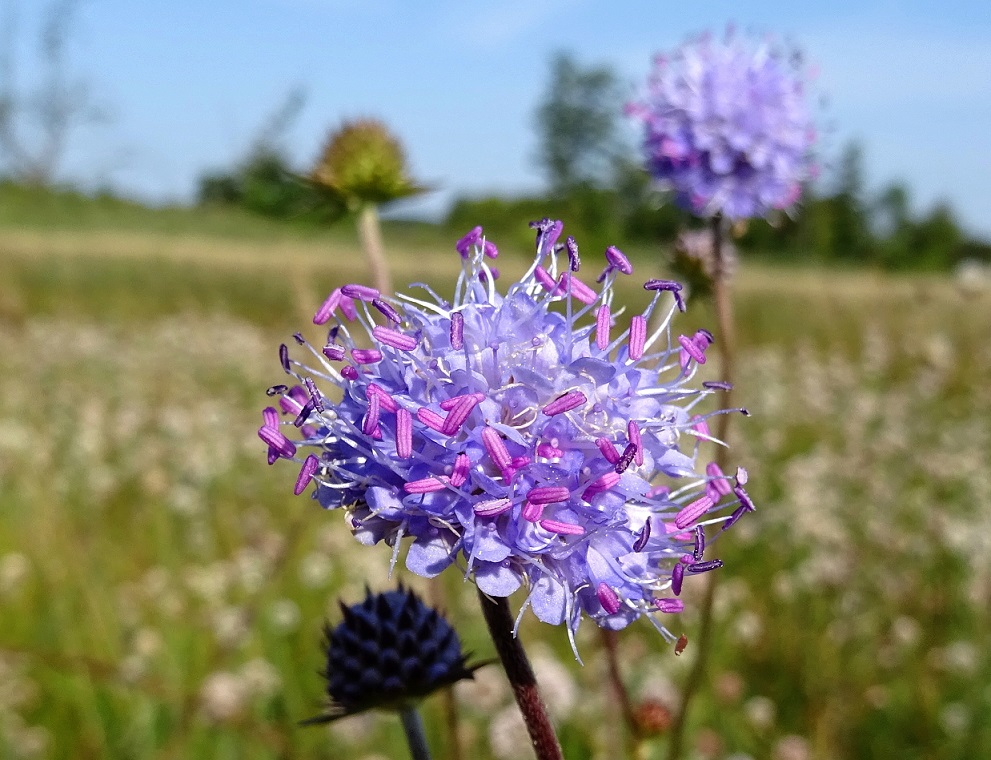 09-06-2021 Succisa pratensis.jpg