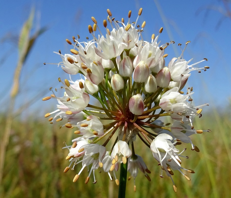 09-08-2021 Allium suaveolens.jpg