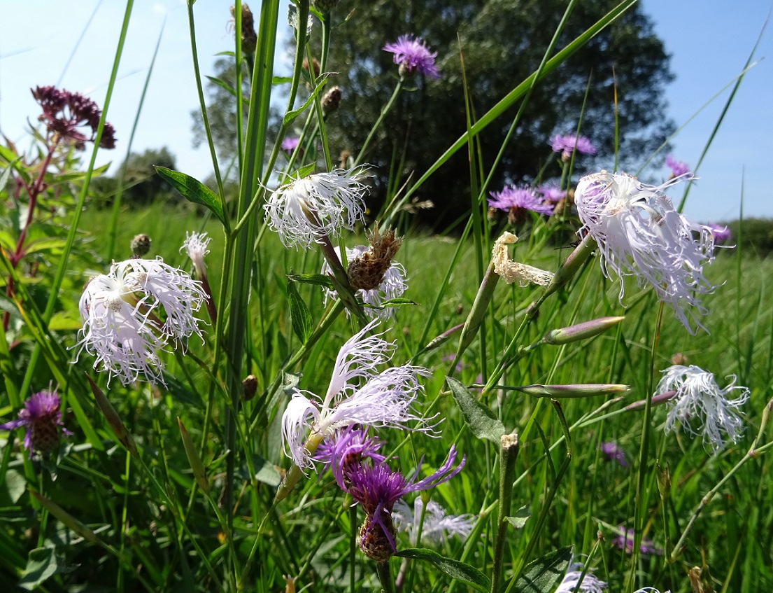 09-08-2021 Dianthus superbus ssp. superbus.jpg