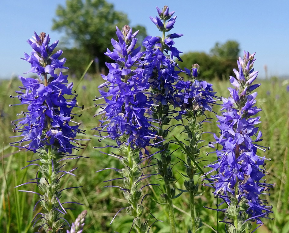 09-08-2021 DSC04522 Veronica spicata.jpg