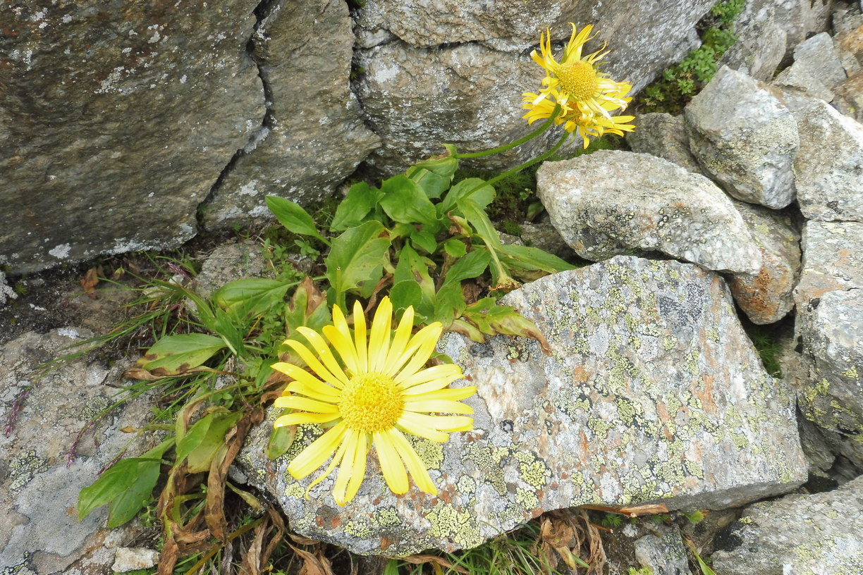 Doronicum clusii ssp. clusii Gewöhnliche Clusius-Gemswurz 1.JPG