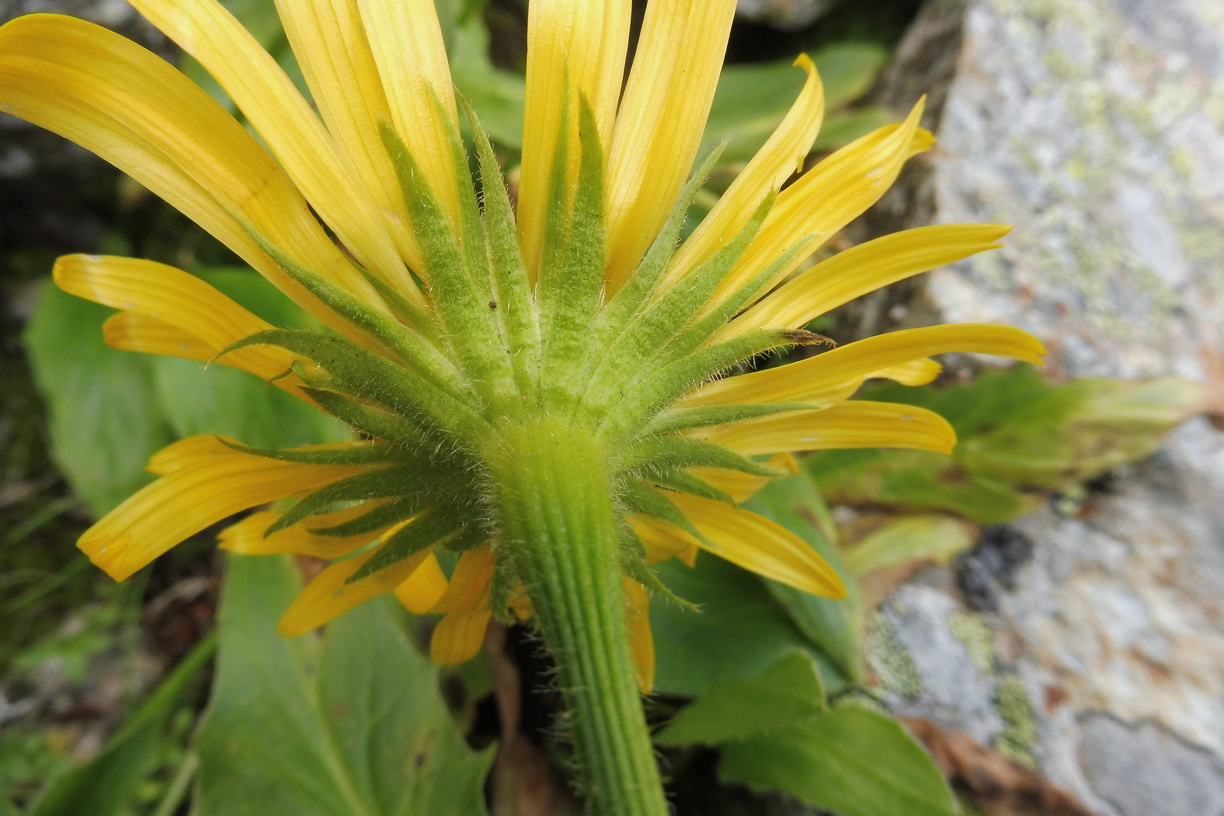 Doronicum clusii ssp. clusii Gewöhnliche Clusius-Gemswurz 4.JPG