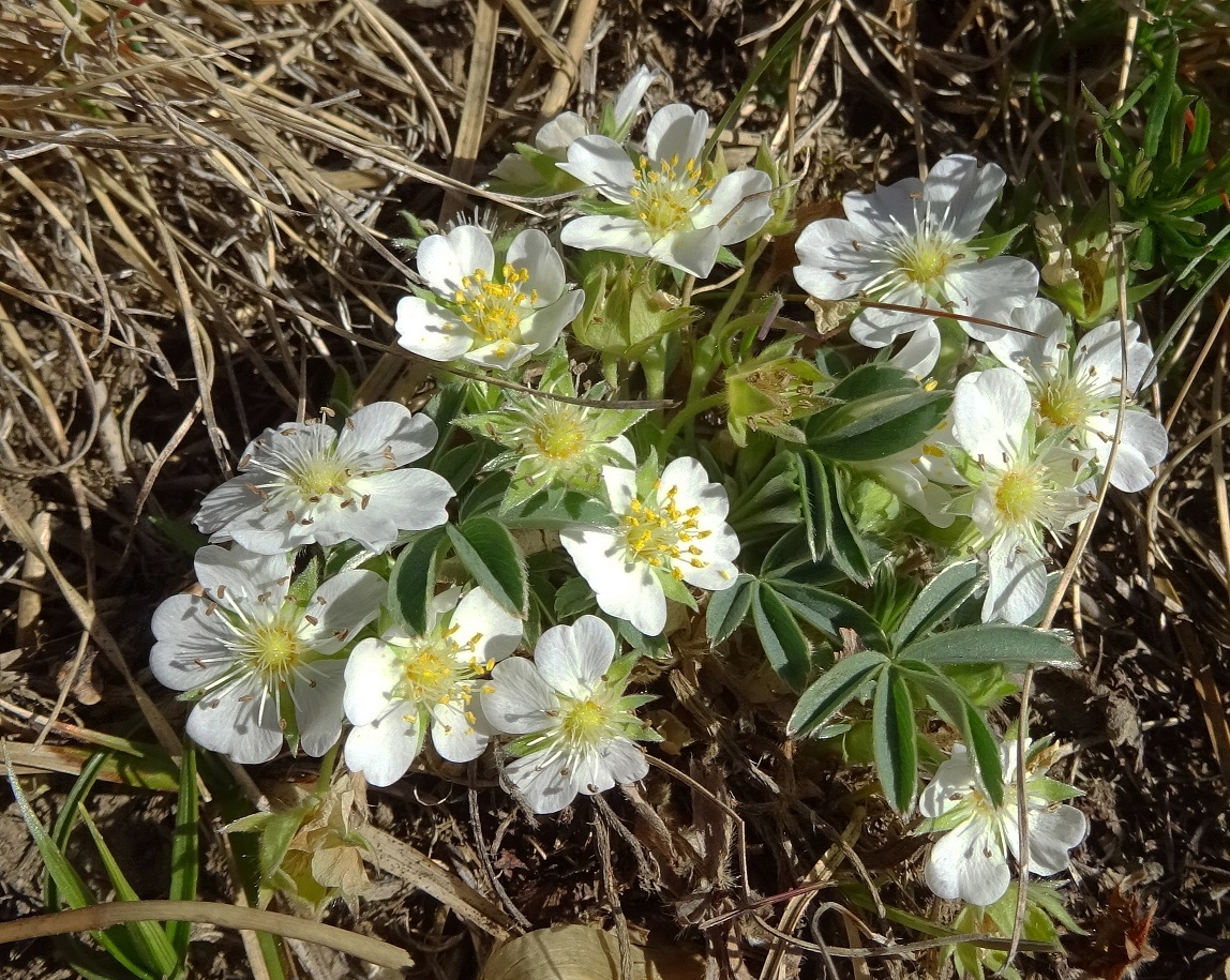 04-12-2021 Potentilla alba.jpg