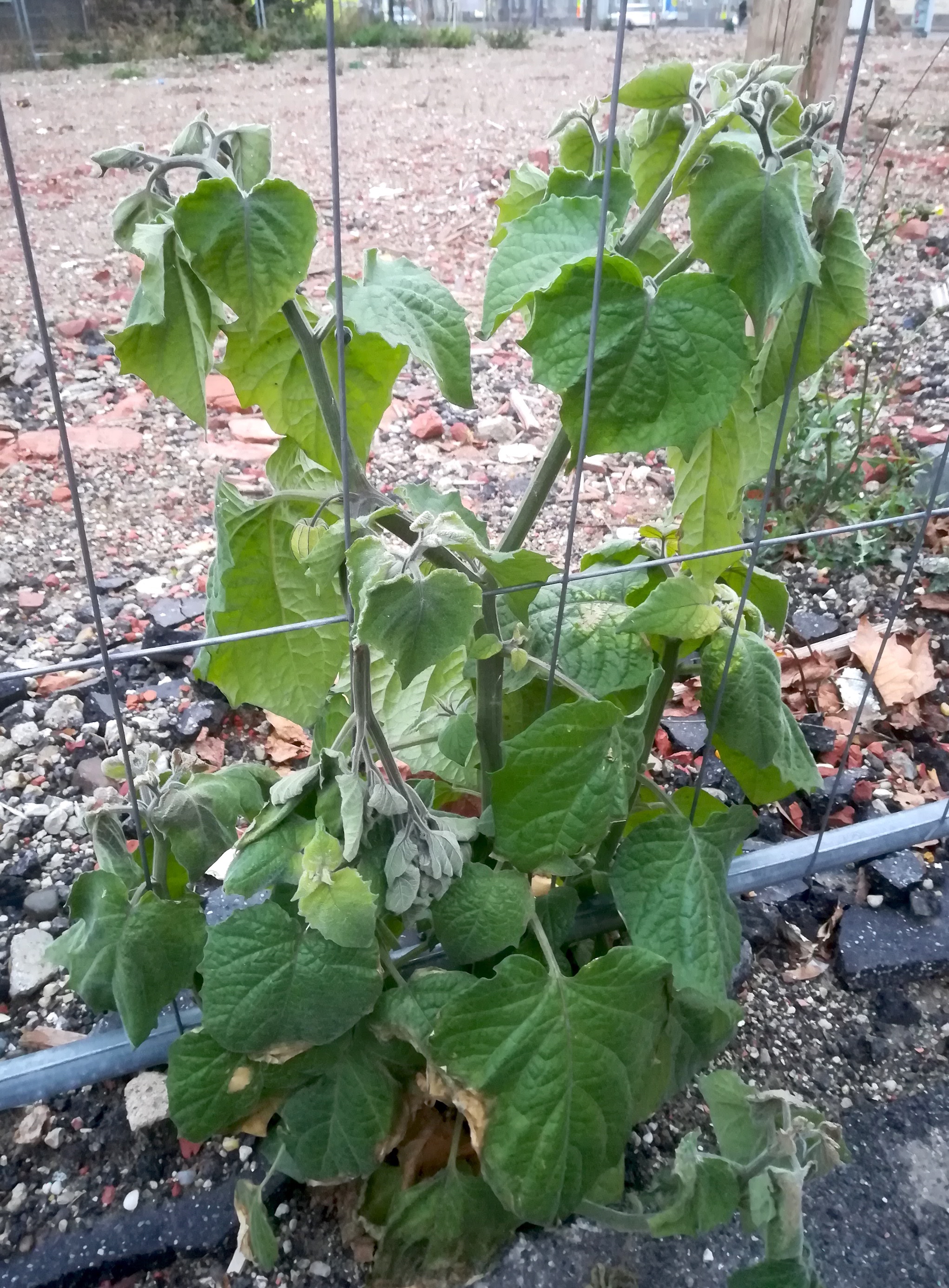 physalis peruviana litfaßstraße ecke rinnböckstraße_20211214_075036.jpg