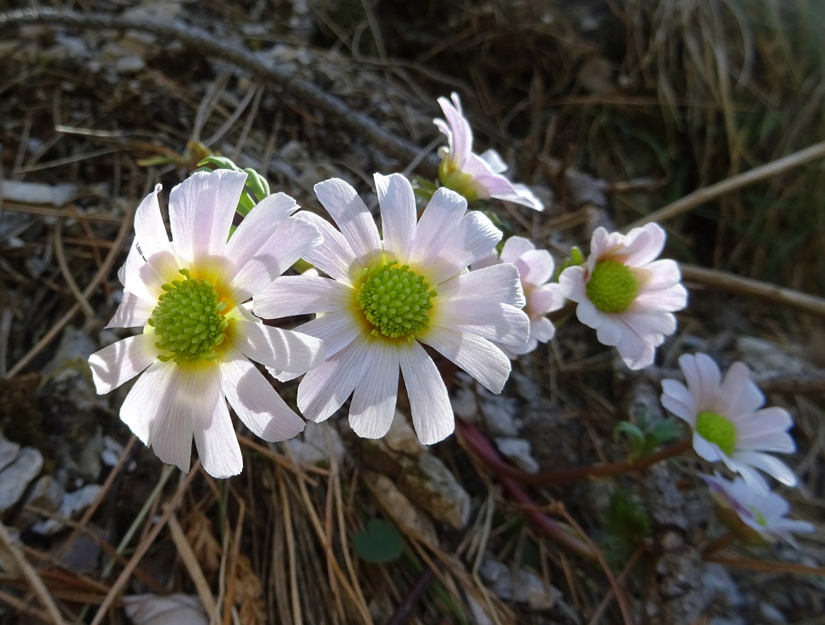 03-16-2020  Calleanthemum anemonoides.jpg