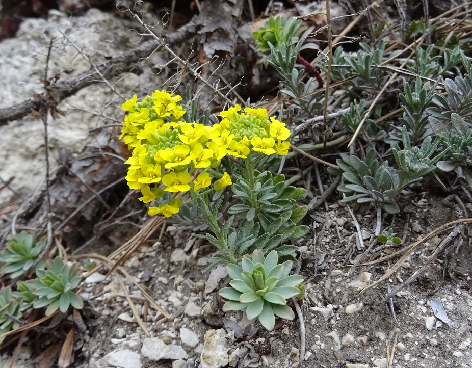 03-17-2020  Alyssum montanum subsp. montanum.jpg