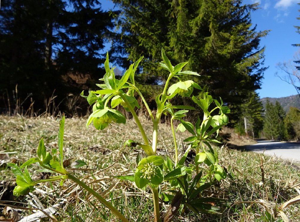 03-19-2020 Helleborus viridis.jpg