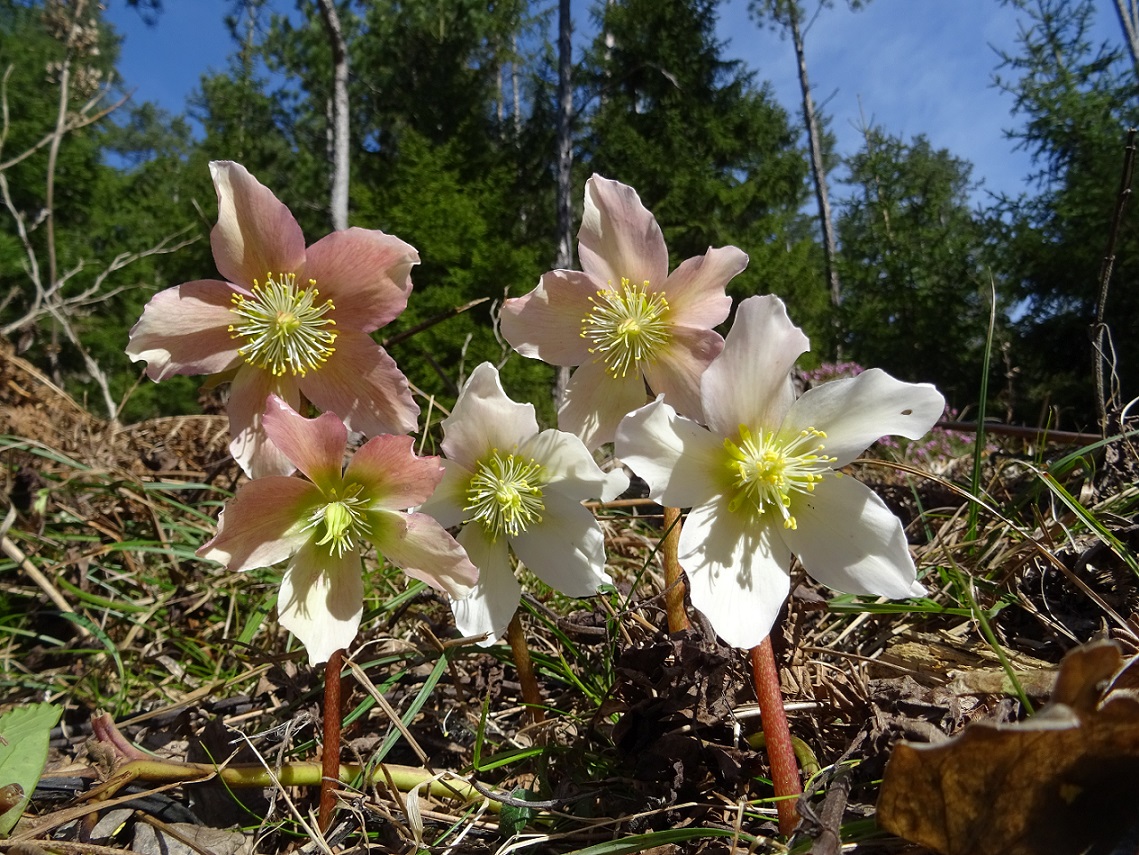 03-22-2019 Helleborus niger.jpg