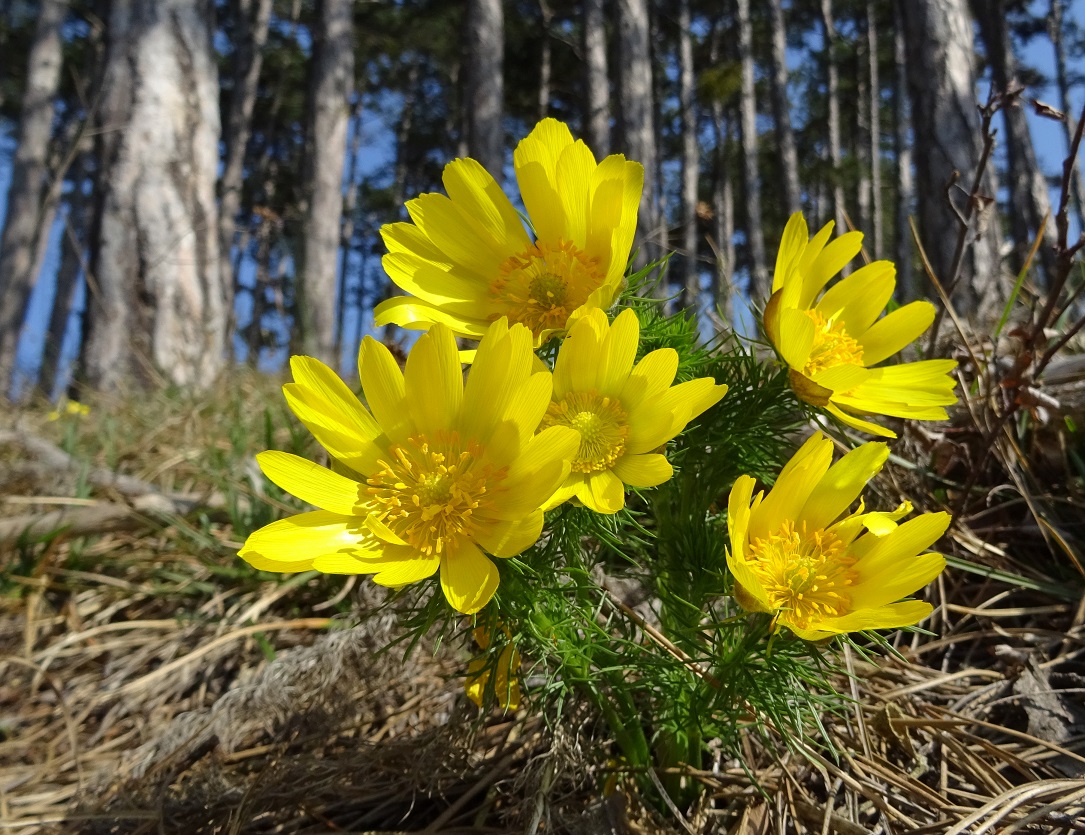 03-24-2019 Adonis vernalis.jpg