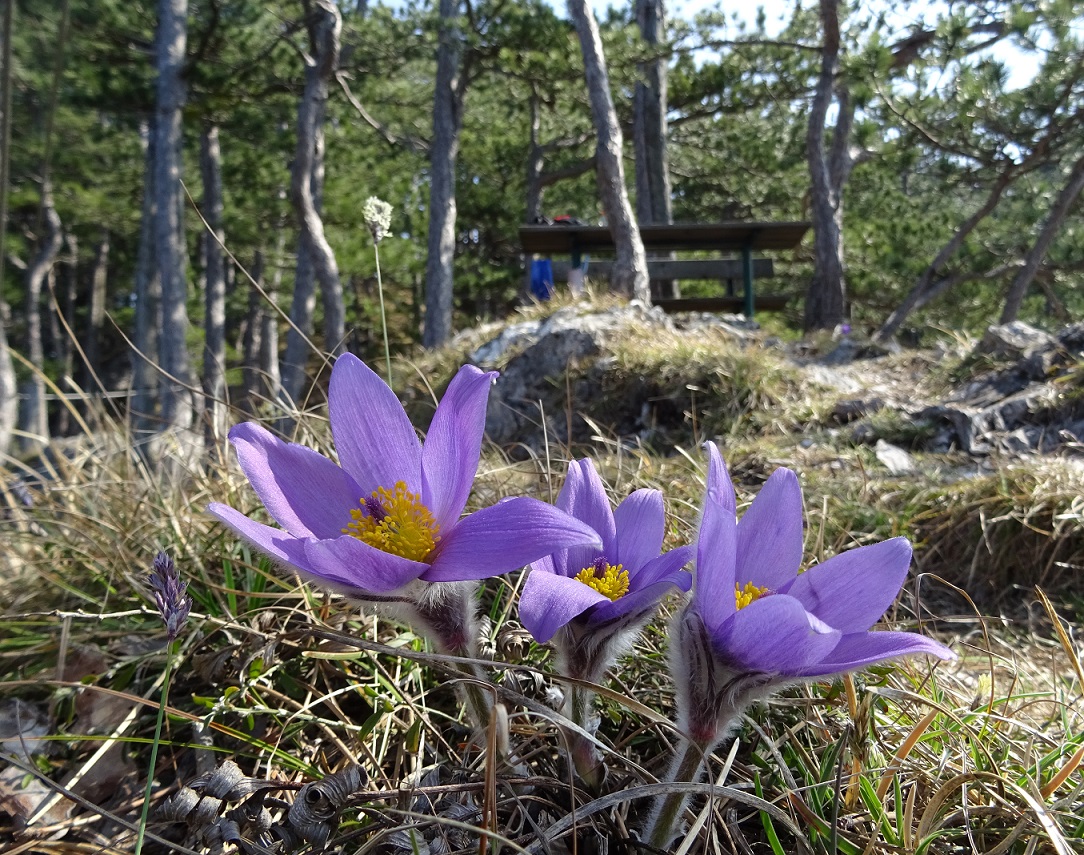 03-24-2019 Pulsatilla grandis.jpg