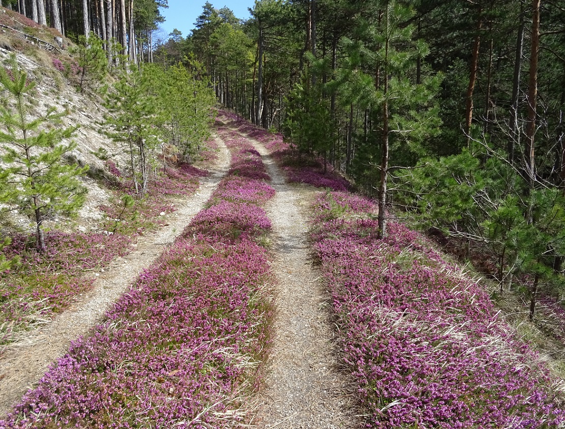 04-06-2019 Erica carnea.jpg