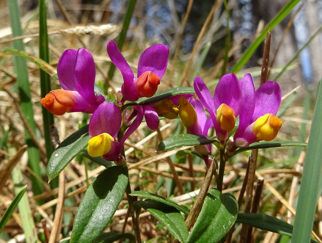 04-14-2020 Polygala chamaebuxus.jpg