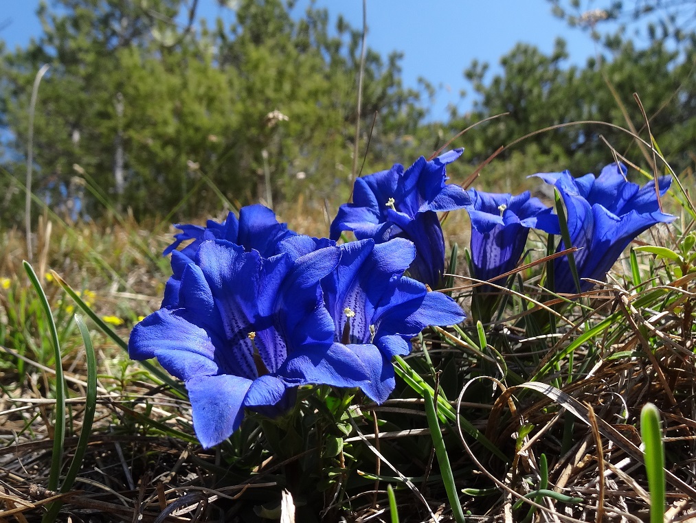 04-18-2018 DGentiana clusii.jpg