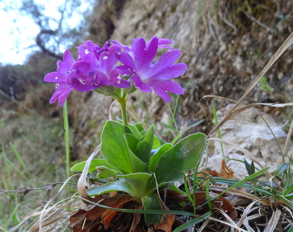 04-18-2018 Primula clusiana.jpg