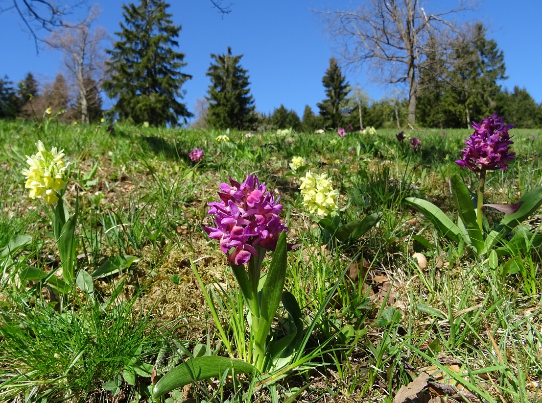 04-25-2019 Dactylorhiza sambucina.jpg