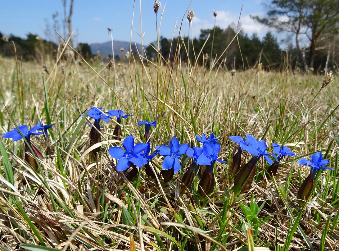 04-25-2021 Gentiana verna.jpg