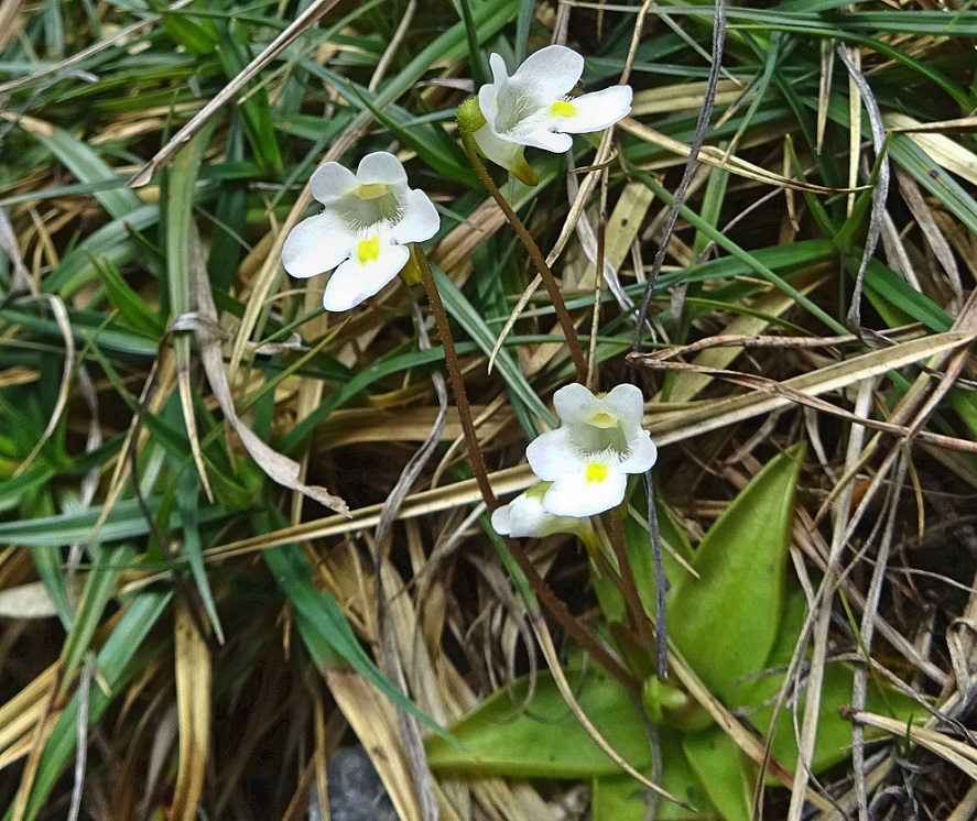 04-25-2021 Pinguicula alpinar.jpg