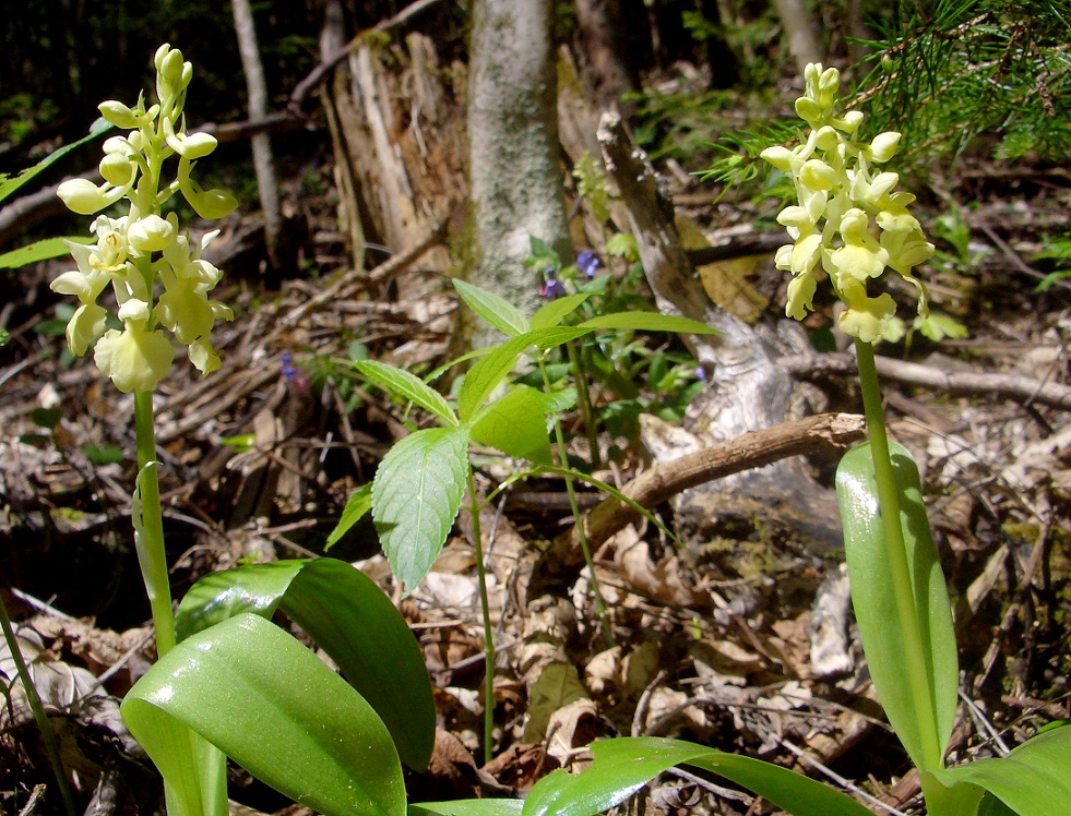 04-27-2015  Orchis pallens.jpg