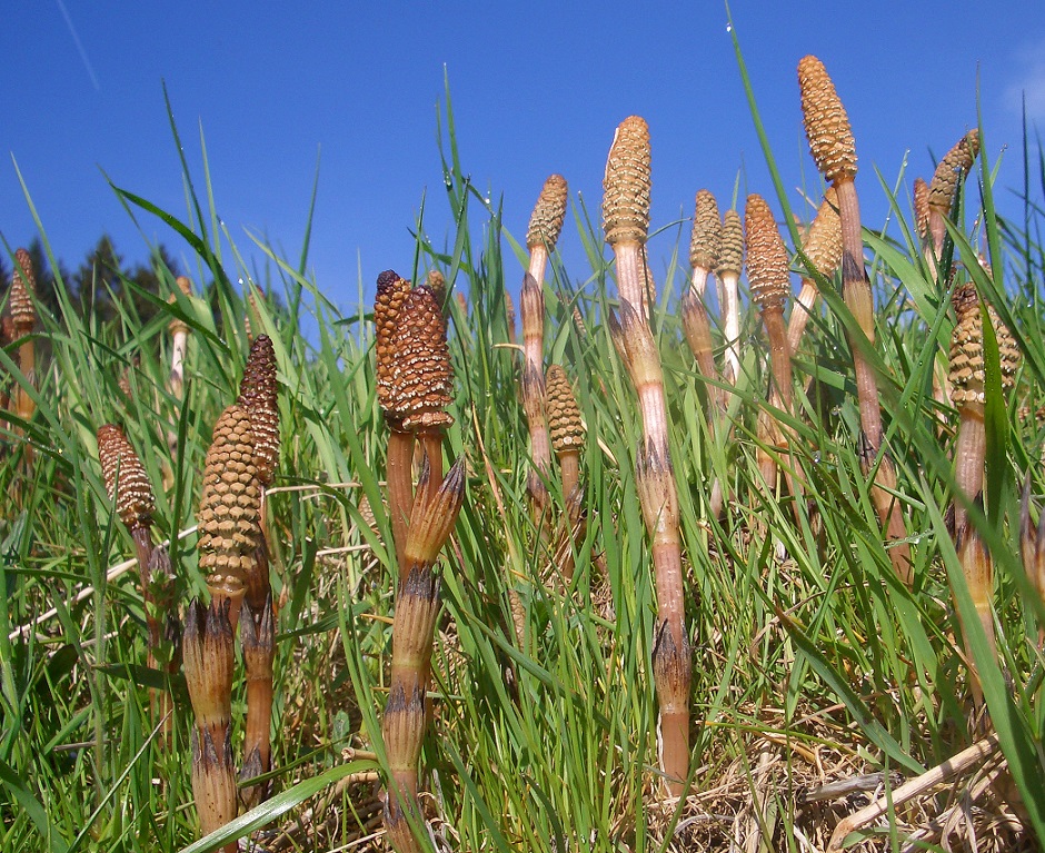 04-27-2015 Equisetum arvense subsp. arvense.jpg