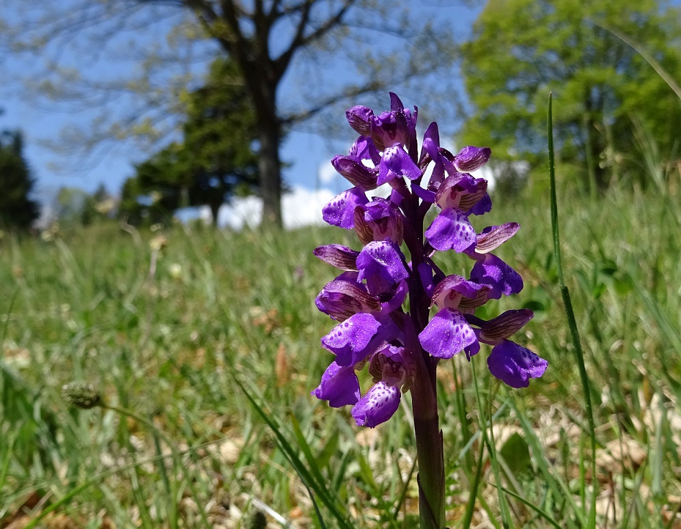 04-28-2020 Orchis morio.jpg