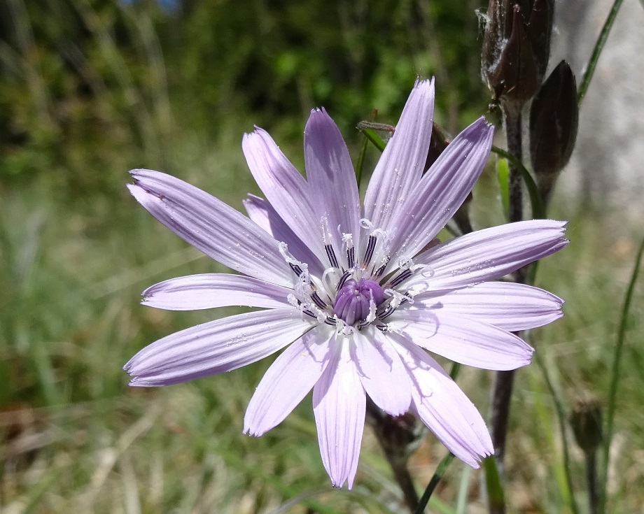 04-28-2020 Scorzonera purpurea.jpg