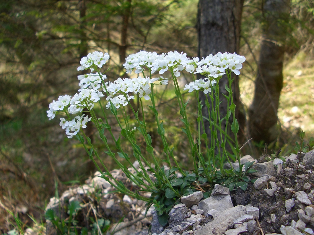 04-29-2015  Arabis soyeri  (subsp.subcoriacea).jpg