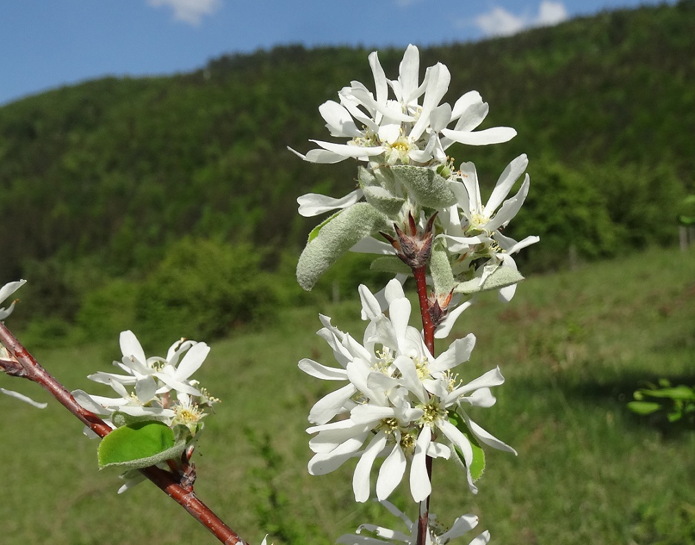 04-30-2018 Amelanchier ovalis.jpg