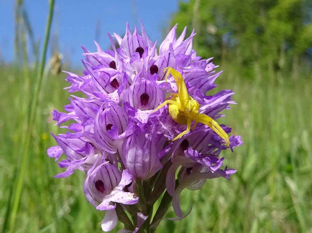 05-02-2020 Neotinea tridendata.jpg