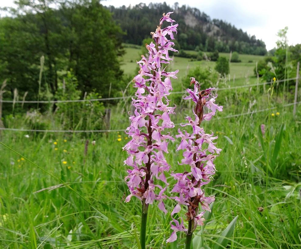 05-19-2018 Orchis mascula.jpg