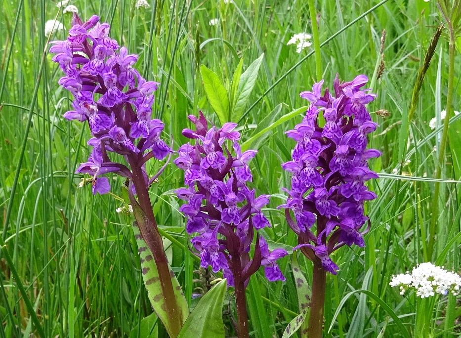 05-20-2020 Dactylorhiza majalis.jpg