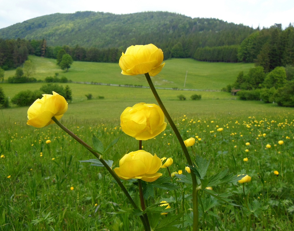 05-21-2017 Trollius europaeus.jpg