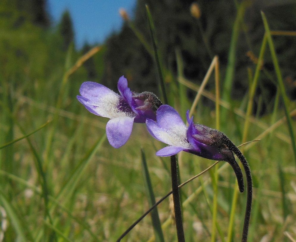 05-22-2017 Pinguicula vulgarist.jpg