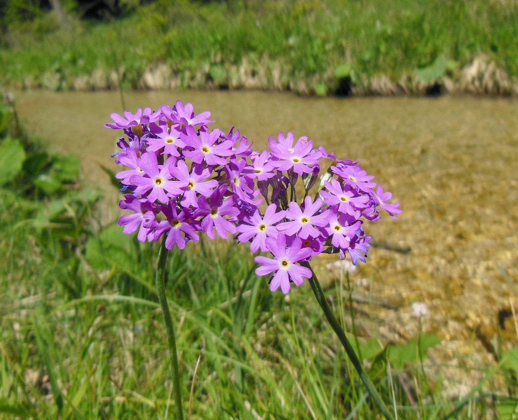 05-22-2017 Primula farinosa.jpg