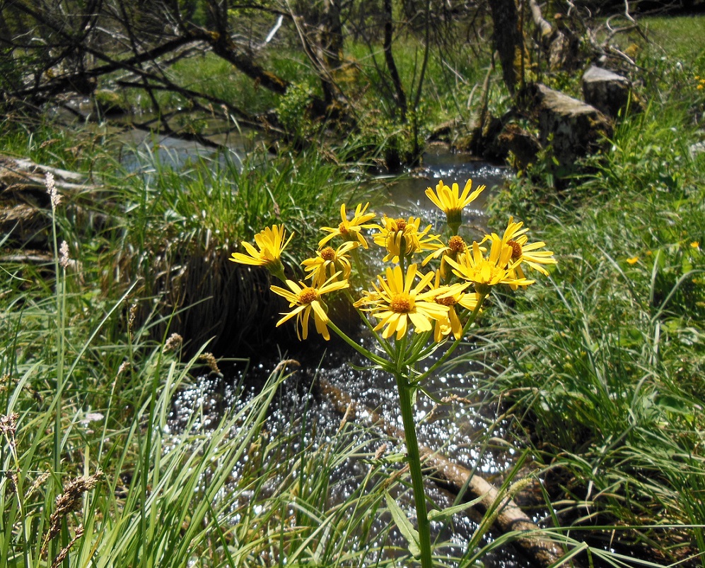 05-22-2017 Senecio cf. paludosus.jpg